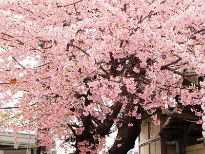 百舌鳥駅の桜